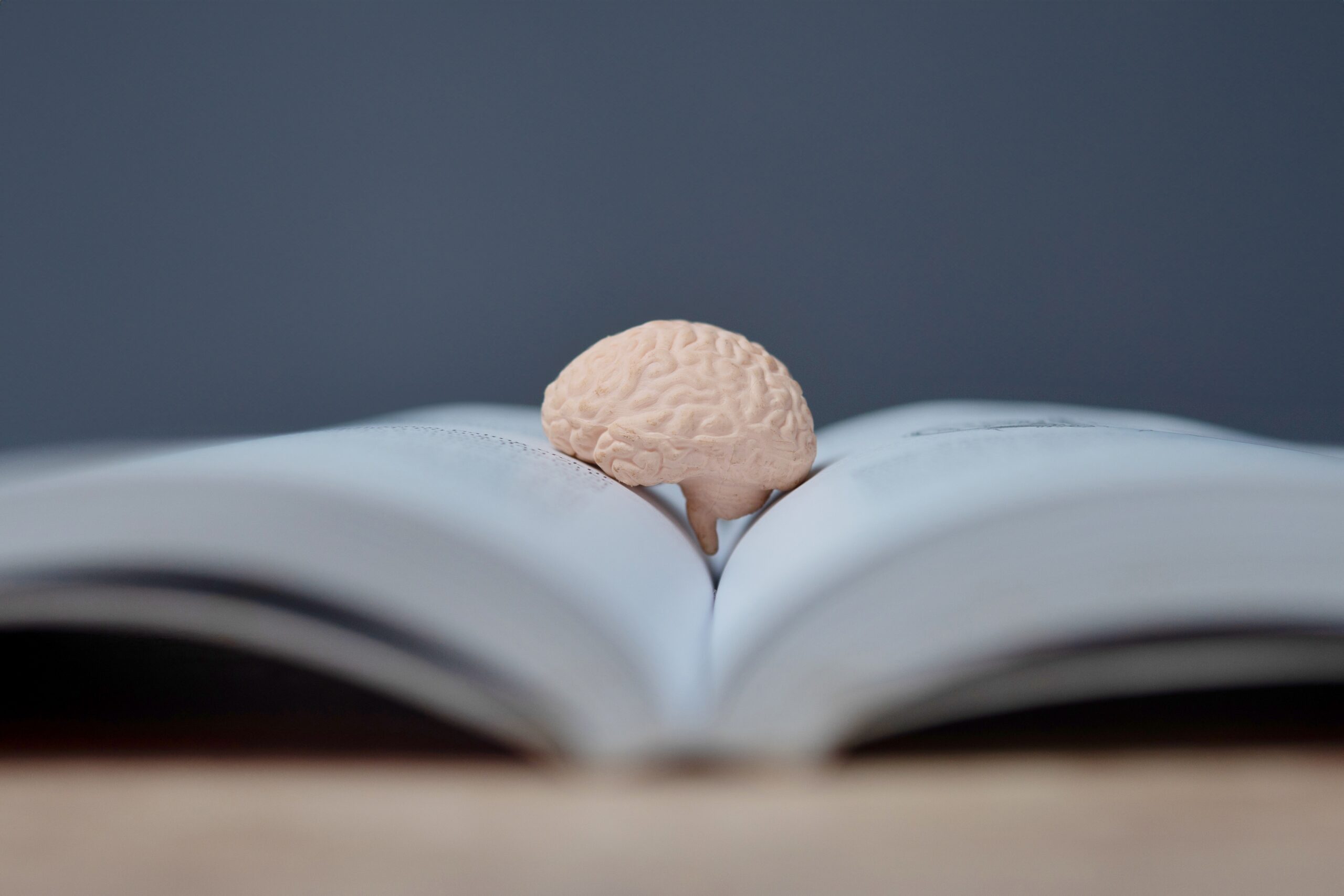 A close-up image of a small human brain model on an open book. Intelligence and knowledge concept.